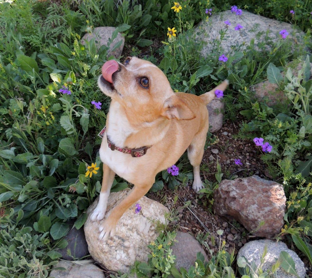 Dog Days of Summer